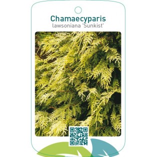 Chamaecyparis lawsoniana ‘Sunkist’