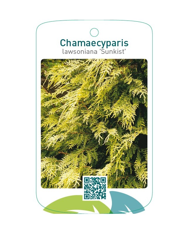 Chamaecyparis lawsoniana ‘Sunkist’