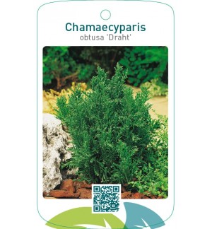 Chamaecyparis obtusa ‘Draht’