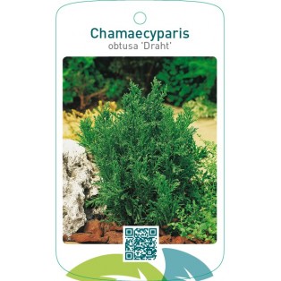 Chamaecyparis obtusa ‘Draht’