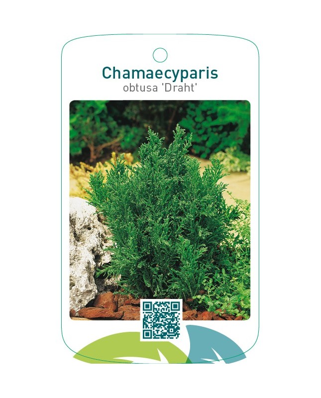 Chamaecyparis obtusa ‘Draht’