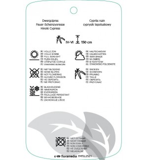 Etichette di Chamaecyparis obtusa ‘Draht’ *