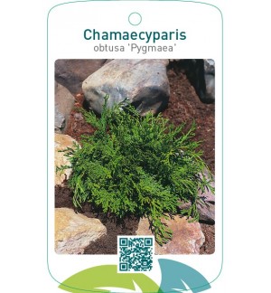 Chamaecyparis obtusa ‘Pygmaea’