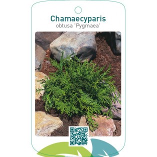 Chamaecyparis obtusa ‘Pygmaea’