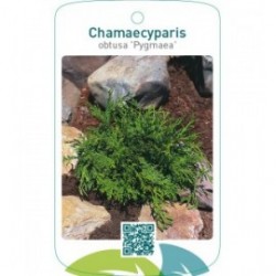 Chamaecyparis obtusa ‘Pygmaea’