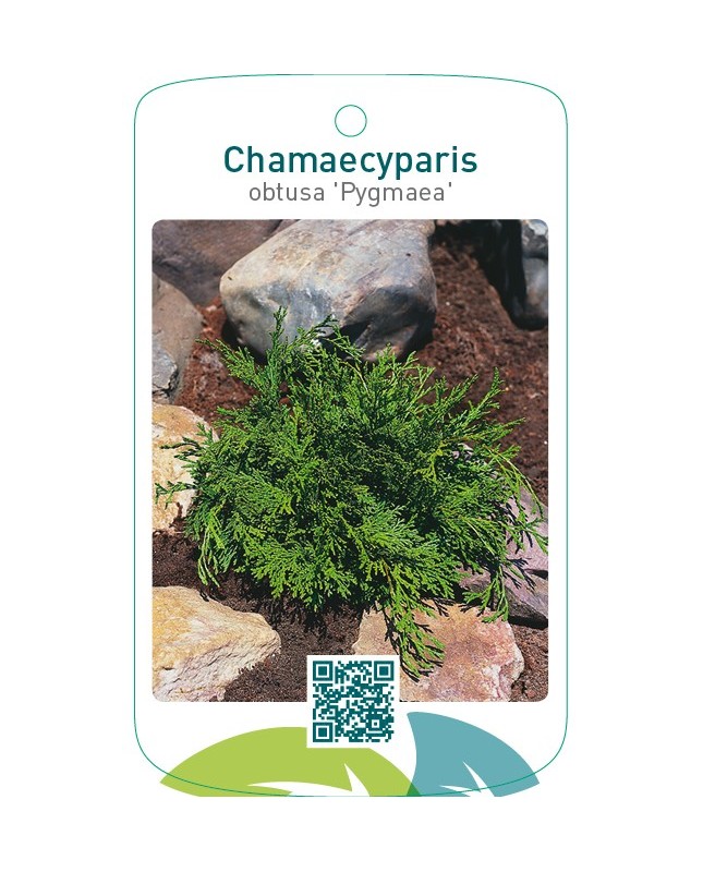 Chamaecyparis obtusa ‘Pygmaea’
