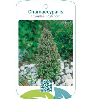 Chamaecyparis thyoides ‘Rubicon’