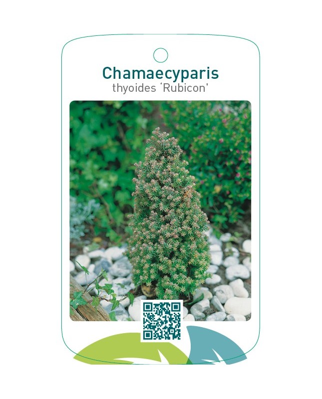 Chamaecyparis thyoides ‘Rubicon’