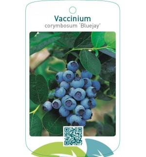 Vaccinium corymbosum ‘Bluejay’