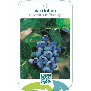 Vaccinium corymbosum ‘Bluejay’