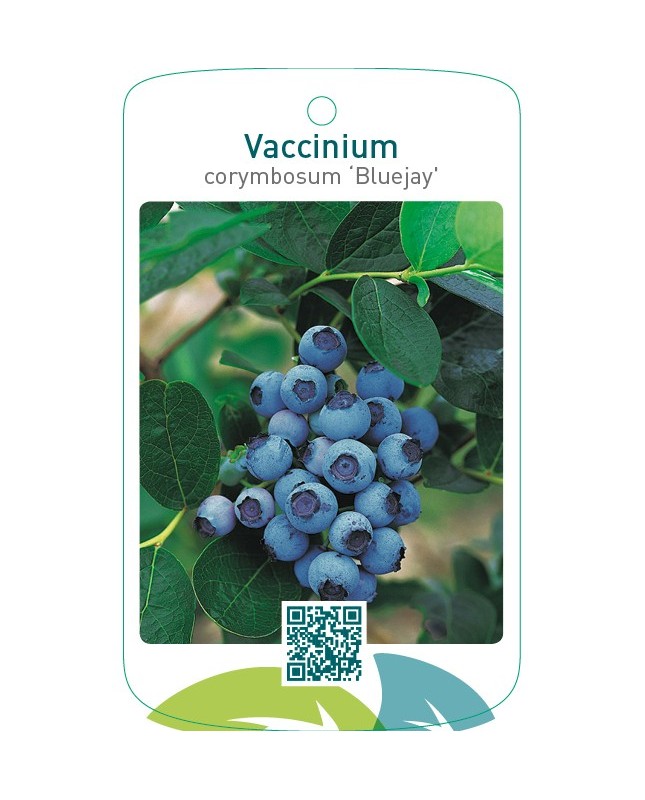 Vaccinium corymbosum ‘Bluejay’