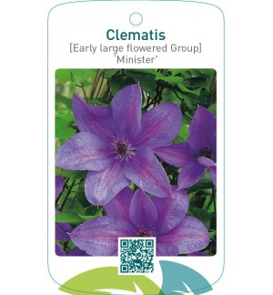Clematis [Early Large flowered Group] ‘Minister’