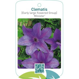 Clematis [Early Large flowered Group] ‘Minister’