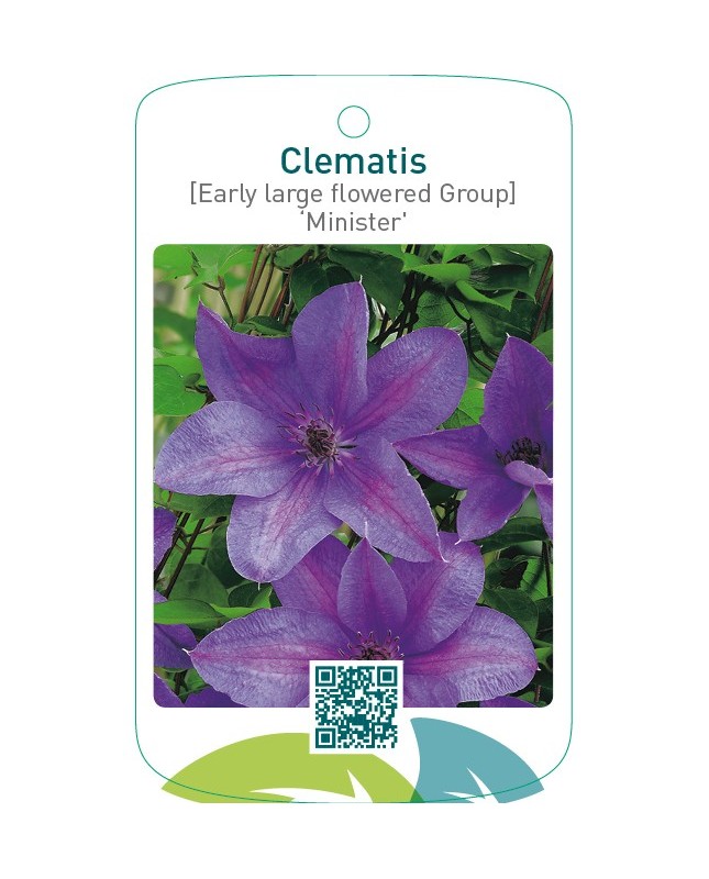 Clematis [Early Large flowered Group] ‘Minister’