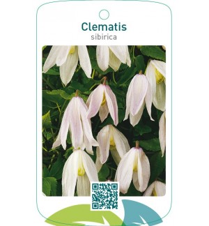 Clematis sibirica