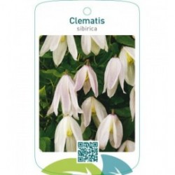 Clematis sibirica