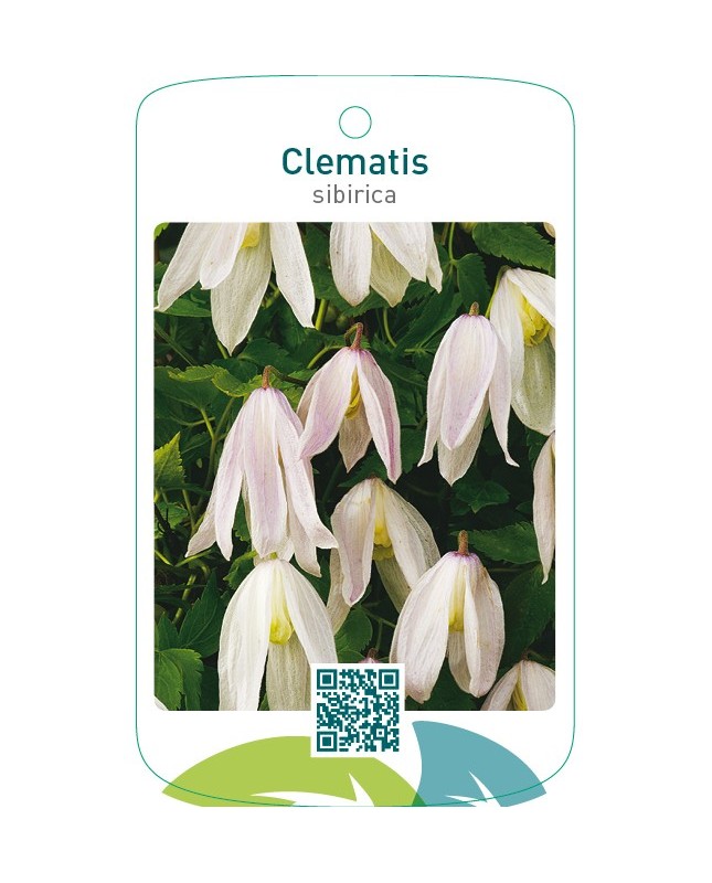 Clematis sibirica