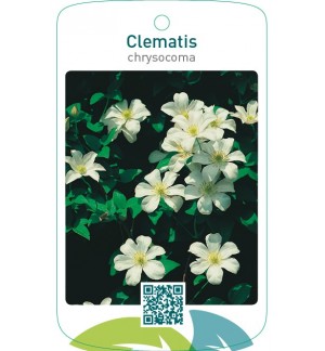 Clematis chrysocoma wit