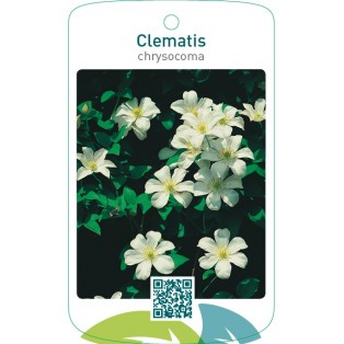 Clematis chrysocoma wit