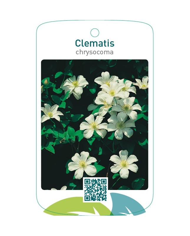 Clematis chrysocoma wit