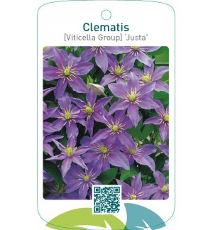 Clematis [Viticella Group] ‘Justa’