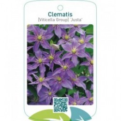Clematis [Viticella Group] ‘Justa’