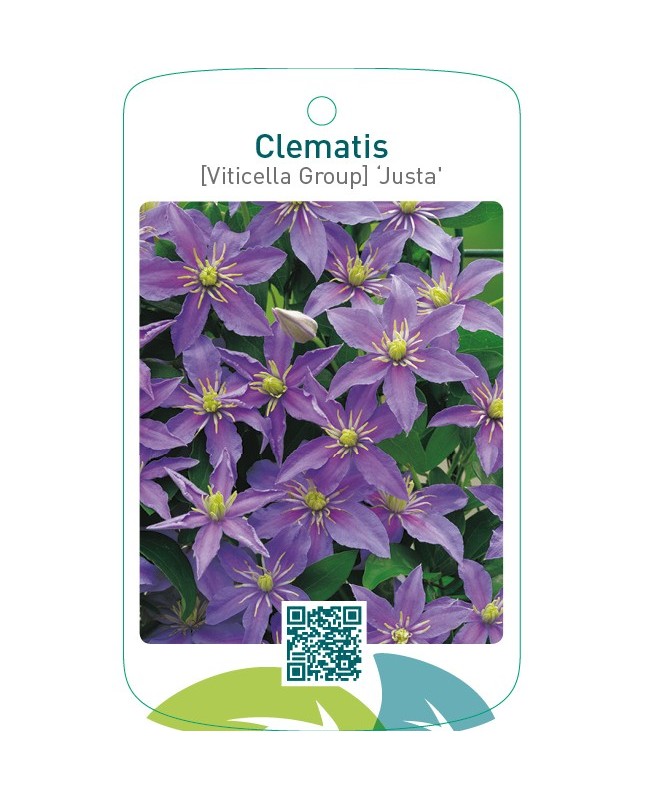 Clematis [Viticella Group] ‘Justa’