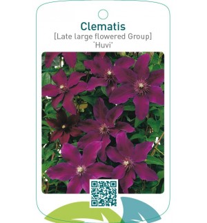 Clematis [Late Large flowered Group] ‘Huvi’