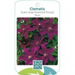 Clematis [Late Large flowered Group] ‘Huvi’