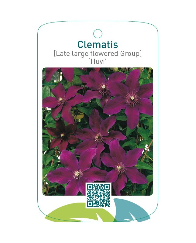 Clematis [Late Large flowered Group] ‘Huvi’