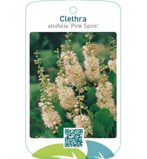 Clethra alnifolia ‘Pink Spire’