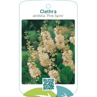 Clethra alnifolia ‘Pink Spire’