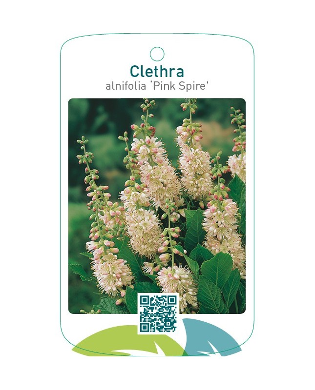 Clethra alnifolia ‘Pink Spire’