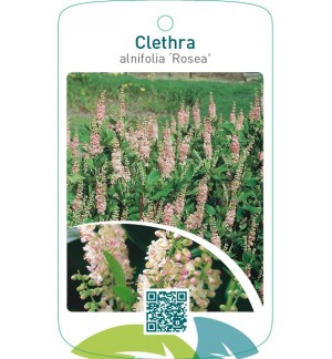 Clethra alnifolia ‘Rosea’
