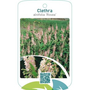 Clethra alnifolia ‘Rosea’