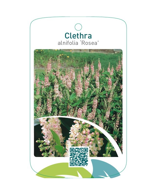 Clethra alnifolia ‘Rosea’