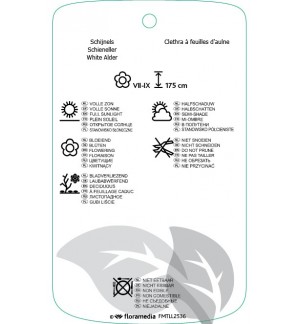 Etichette di Clethra alnifolia ‘Rosea’ *