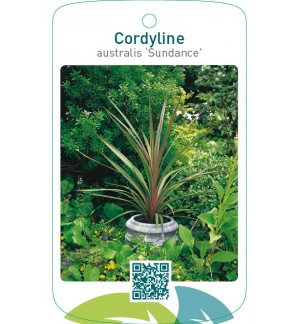 Cordyline australis ‘Sundance’