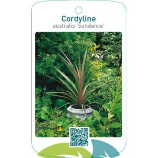 Cordyline australis ‘Sundance’