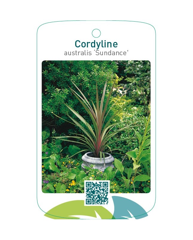 Cordyline australis ‘Sundance’