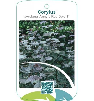 Corylus avellana ‘Anny`s Red Dwarf’