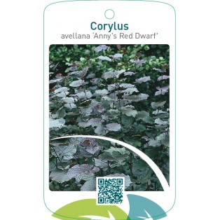 Corylus avellana ‘Anny`s Red Dwarf’