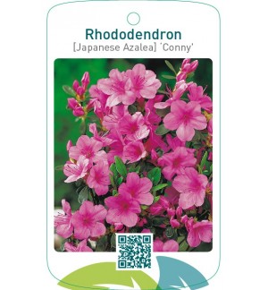 Rhododendron [Japanese Azalea] ‘Conny’
