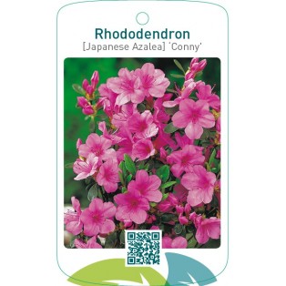 Rhododendron [Japanese Azalea] ‘Conny’