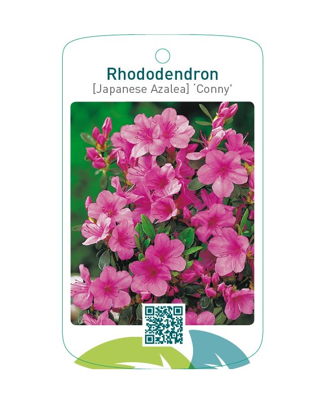 Rhododendron [Japanese Azalea] ‘Conny’