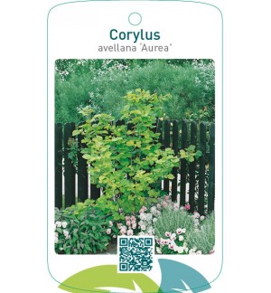 Corylus avellana ‘Aurea’