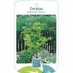 Corylus avellana ‘Aurea’