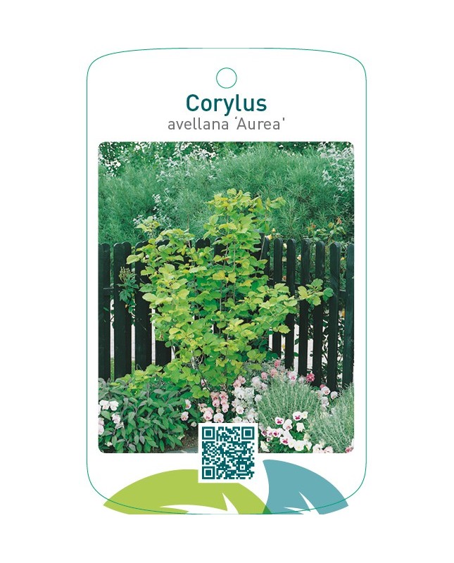 Corylus avellana ‘Aurea’