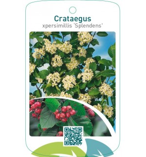 Crataegus xpersimillis ‘Splendens’
