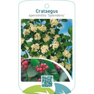 Crataegus xpersimillis ‘Splendens’